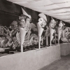 386. Feste 1951 E. Foederl, W. Ulrich